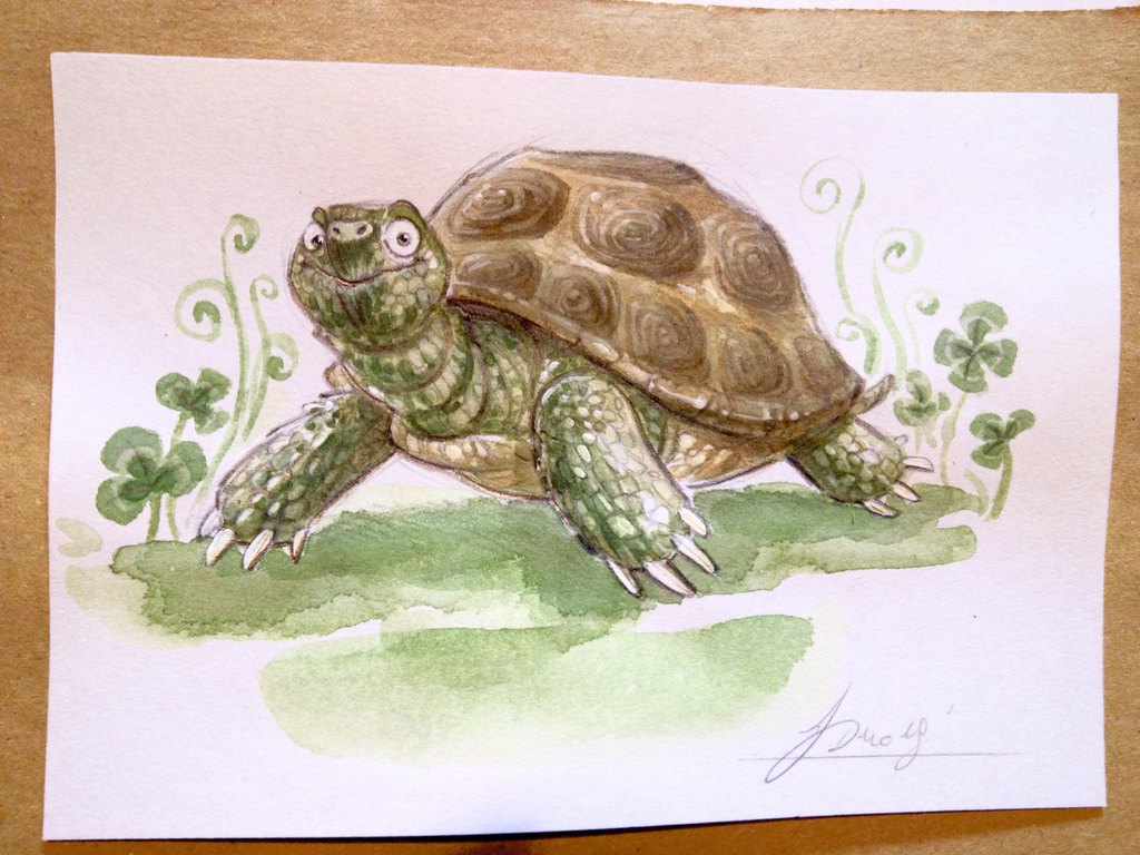 tartaruga